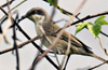 Migratory European ’Lesser Whitethroat’ spotted near Polali